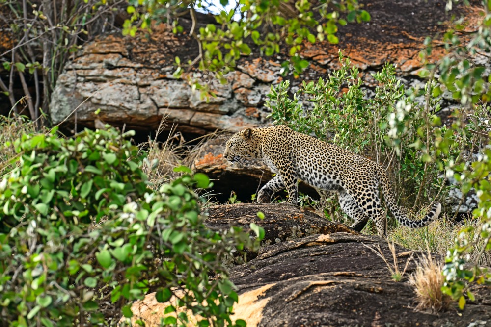 Екскурзии и почивки до гепарди